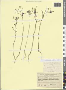 Delphinium consolida subsp. divaricatum (Ledeb.) A.Nyár., Caucasus, Dagestan (K2) (Russia)