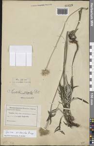 Jurinea arachnoidea Bunge, Eastern Europe, Rostov Oblast (E12a) (Russia)