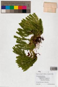 Huperzia selago (L.) Bernh., Eastern Europe, North-Western region (E2) (Russia)