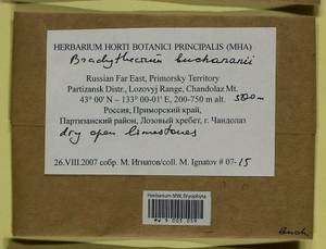 Brachythecium buchananii (Hook.) A. Jaeger, Bryophytes, Bryophytes - Russian Far East (excl. Chukotka & Kamchatka) (B20) (Russia)