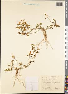 Magnoliopsida, Australia & Oceania (AUSTR) (Samoa)