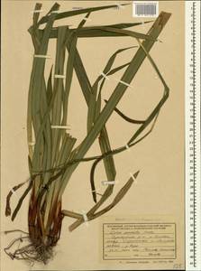 Carex pendula Huds., Caucasus, Black Sea Shore (from Novorossiysk to Adler) (K3) (Russia)