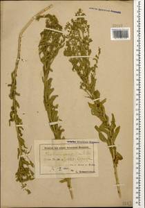 Lepidium campestre (L.) W.T. Aiton, Caucasus, Azerbaijan (K6) (Azerbaijan)