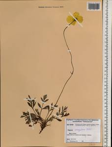 Papaver variegatum Tolm., Siberia, Central Siberia (S3) (Russia)