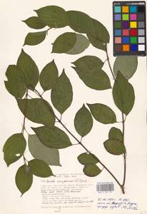 Cornus sanguinea L., Eastern Europe, Moscow region (E4a) (Russia)