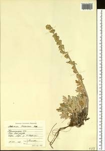 Artemisia stelleriana Besser, Siberia, Chukotka & Kamchatka (S7) (Russia)