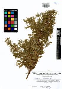 Juniperus communis L., Siberia, Baikal & Transbaikal region (S4) (Russia)