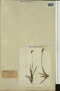 Tofieldia pusilla (Michx.) Pers., Western Europe (EUR) (Italy)
