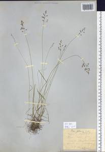 Poa glauca Vahl, Siberia, Yakutia (S5) (Russia)