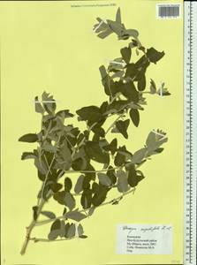 Elaeagnus angustifolia L., Eastern Europe, Lower Volga region (E9) (Russia)