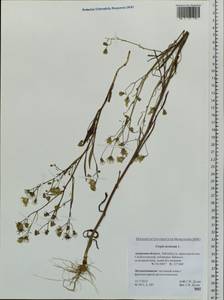Crepis tectorum L., Siberia, Russian Far East (S6) (Russia)