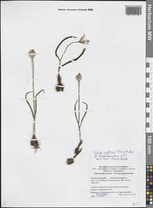 Tulipa sylvestris subsp. australis (Link) Pamp., Eastern Europe, Central forest-and-steppe region (E6) (Russia)