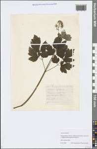 Actaea spicata L., Eastern Europe, Central region (E4) (Russia)