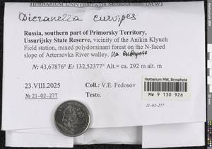 Dicranella curvipes (Lindb.) Ignatov, Bryophytes, Bryophytes - Russian Far East (excl. Chukotka & Kamchatka) (B20) (Russia)