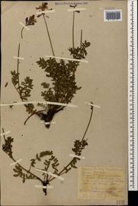 Hedysarum caucasicum M.Bieb., Caucasus, Krasnodar Krai & Adygea (K1a) (Russia)