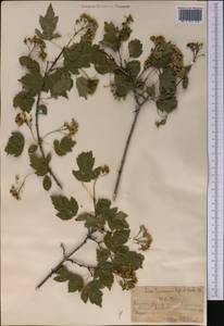 Acer tataricum subsp. semenovii (Regel & Herder) A. E. Murray, Middle Asia, Northern & Central Tian Shan (M4) (Kazakhstan)