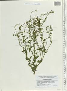 Gypsophila perfoliata L., Eastern Europe, Middle Volga region (E8) (Russia)
