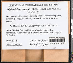 Niphotrichum panschii (Müll. Hal.) Bedn.-Ochyra & Ochyra, Bryophytes, Bryophytes - Russian Far East (excl. Chukotka & Kamchatka) (B20) (Russia)