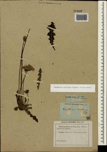 Taraxacum serotinum (Waldst. & Kit.) Poir., Crimea (KRYM) (Russia)