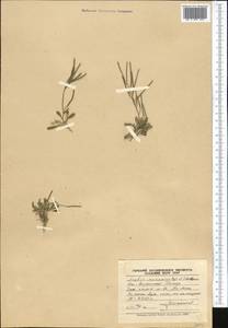 Scapiarabis saxicola (Edgew.) M. Koch, R. Karl, D. A. German & Al-Shehbaz, Middle Asia, Pamir & Pamiro-Alai (M2) (Tajikistan)
