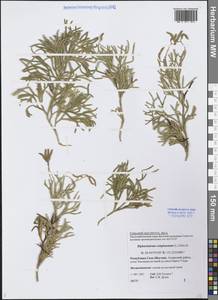 Diphasiastrum complanatum (L.) Holub, Siberia, Yakutia (S5) (Russia)