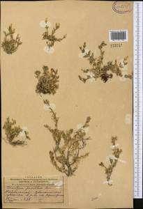 Cerastium pusillum Ser., Middle Asia, Dzungarian Alatau & Tarbagatai (M5) (Kazakhstan)
