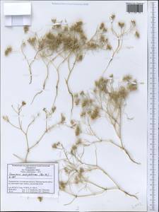 Cuminum setifolium (Boiss.) Koso-Pol., Middle Asia, Western Tian Shan & Karatau (M3) (Tajikistan)