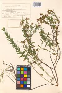 Genista germanica L., Eastern Europe, Moscow region (E4a) (Russia)