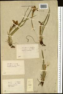 Iris ruthenica Ker Gawl., Siberia, Baikal & Transbaikal region (S4) (Russia)