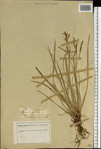 Carex digitata L., Eastern Europe, Central forest-and-steppe region (E6) (Russia)