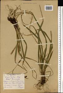 Carex pilosa Scop., Eastern Europe, Central forest region (E5) (Russia)