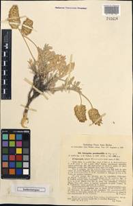 Astragalus pseudonobilis Popov, Middle Asia, Western Tian Shan & Karatau (M3) (Tajikistan)