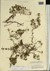 Thymus talijevii subsp. talijevii, Eastern Europe, Eastern region (E10) (Russia)