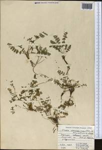 Vicatia coniifolia Wall. ex DC., Middle Asia, Pamir & Pamiro-Alai (M2) (Kyrgyzstan)