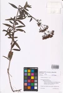 Galium rubioides L., Eastern Europe, Central forest-and-steppe region (E6) (Russia)