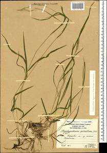 Brachypodium pinnatum (L.) P.Beauv., Caucasus, South Ossetia (K4b) (South Ossetia)