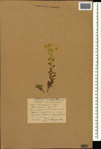 Euphorbia petrophila C.A.Mey., Caucasus, Stavropol Krai, Karachay-Cherkessia & Kabardino-Balkaria (K1b) (Russia)