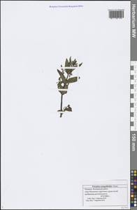 Veronica anagalloides Guss., Eastern Europe, Middle Volga region (E8) (Russia)