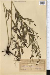 Lithospermum officinale L., Middle Asia, Caspian Ustyurt & Northern Aralia (M8) (Kazakhstan)