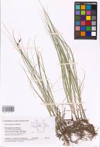 Carex praecox Schreb., Eastern Europe, Central region (E4) (Russia)