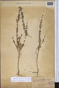 Suaeda altissima (L.) Pall., Middle Asia, Syr-Darian deserts & Kyzylkum (M7) (Uzbekistan)