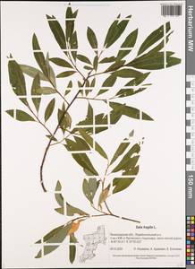 Salix fragilis L., Eastern Europe, North-Western region (E2) (Russia)