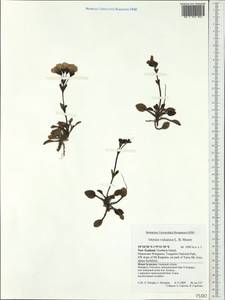 Ourisia vulcanica L. B. Moore, Australia & Oceania (AUSTR) (New Zealand)