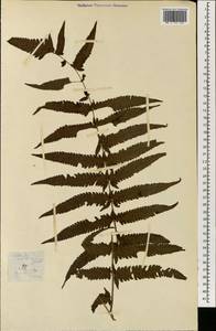 Diplazium esculentum (Retz.) Sw., South Asia, South Asia (Asia outside ex-Soviet states and Mongolia) (ASIA) (Philippines)