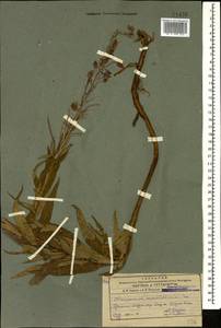 Chamaenerion angustifolium (L.) Scop., Caucasus, Armenia (K5) (Armenia)