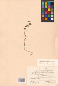 Euphrasia ×vernalis List, Eastern Europe, Moscow region (E4a) (Russia)