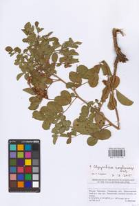 Glycyrrhiza uralensis Fisch. ex DC., Eastern Europe, Middle Volga region (E8) (Russia)