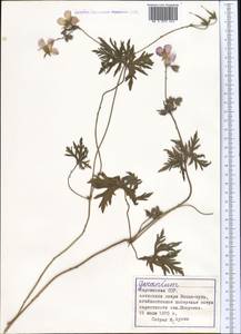 Geranium, Middle Asia, Northern & Central Tian Shan (M4) (Kyrgyzstan)