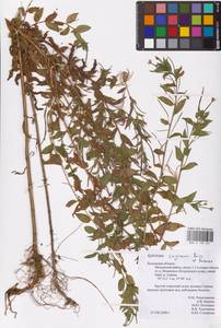 Epilobium roseum subsp. subsessile (Boiss.) P. H. Raven, Eastern Europe, Central region (E4) (Russia)