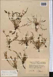 Taraxacum brevirostre Hand.-Mazz., Middle Asia, Western Tian Shan & Karatau (M3) (Uzbekistan)